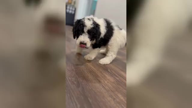 Video preview image #1 Bernedoodle-Poodle (Standard) Mix Puppy For Sale in MENIFEE, CA, USA