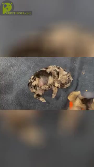 Video preview image #9 Cocker Spaniel Puppy For Sale in GADSDEN, AL, USA