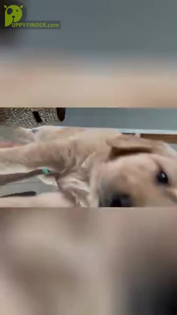 Video preview image #6 Golden Retriever Puppy For Sale in PORT SAINT LUCIE, FL, USA