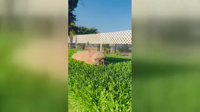 Video preview image #5 French Bulldog Puppy For Sale in MEMPHIS, TN, USA