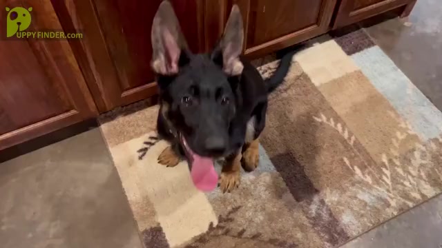 Video preview image #1 German Shepherd Dog Puppy For Sale in JOSHUA, TX, USA