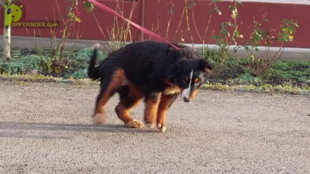 Video preview image #1 Bernese Mountain Dog Puppy For Sale in Hatvan, Heves, Hungary