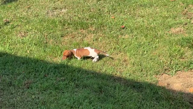 Video preview image #2 Dachshund Puppy For Sale in CASSVILLE, MO, USA