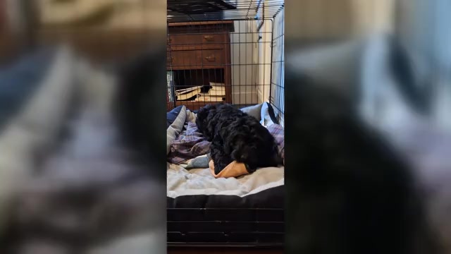 Video preview image #2 Bernedoodle (Miniature) Puppy For Sale in NARVON, PA, USA