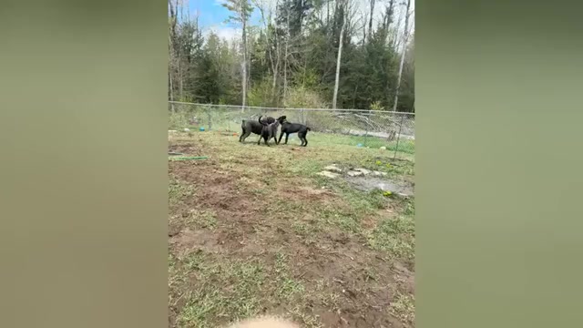 Video preview image #1 Cane Corso Puppy For Sale in STRATFORD, NY, USA