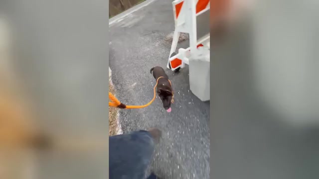 Video preview image #2 German Shepherd Dog Puppy For Sale in NEWVILLE, PA, USA