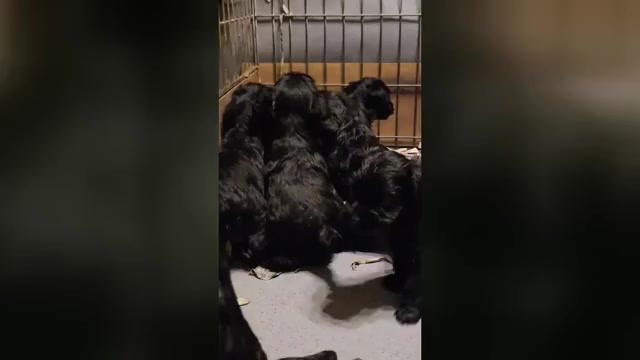 Video preview image #1 Schnauzer (Miniature) Puppy For Sale in Hatvan, Heves, Hungary