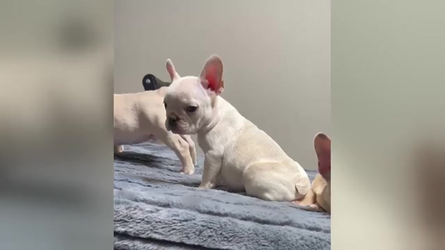 Video preview image #1 French Bulldog Puppy For Sale in CHARLOTTESVILLE, VA, USA