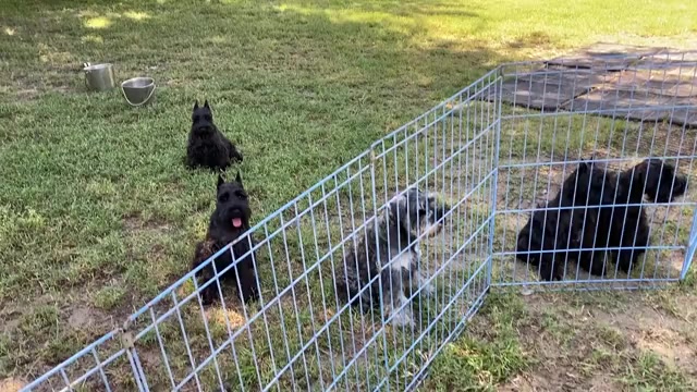 Video preview image #1 Schnauzer (Miniature) Puppy For Sale in CLERMONT, FL, USA