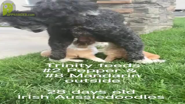Video preview image #3 F2 Aussiedoodle-Irish Doodle Mix Puppy For Sale in SACRAMENTO, CA, USA