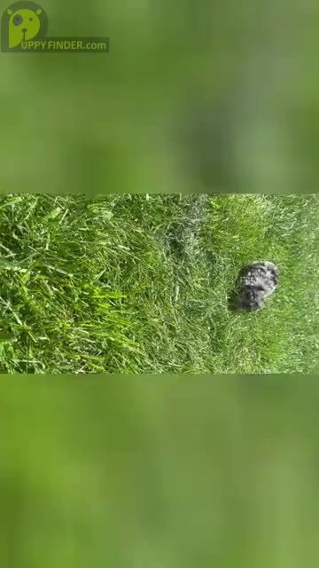 Video preview image #3 YorkiePoo Puppy For Sale in WARSAW, IN, USA