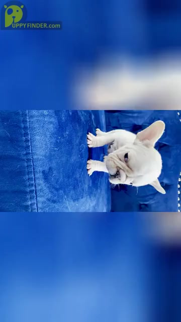 Video preview image #2 French Bulldog Puppy For Sale in ANDERSONVILLE, TN, USA