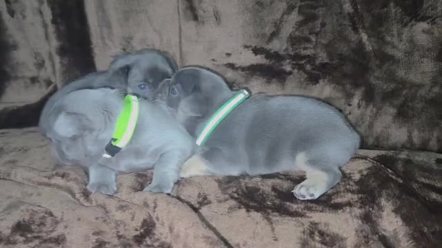 Video preview image #1 French Bulldog Puppy For Sale in CHICAGO, IL, USA