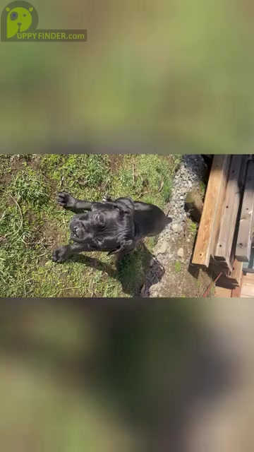 Video preview image #1 Cane Corso Puppy For Sale in KENT, WA, USA