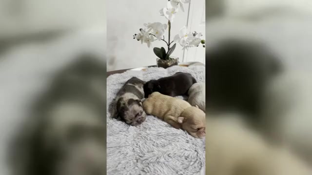 Video preview image #1 French Bulldog Puppy For Sale in SACRAMENTO, CA, USA