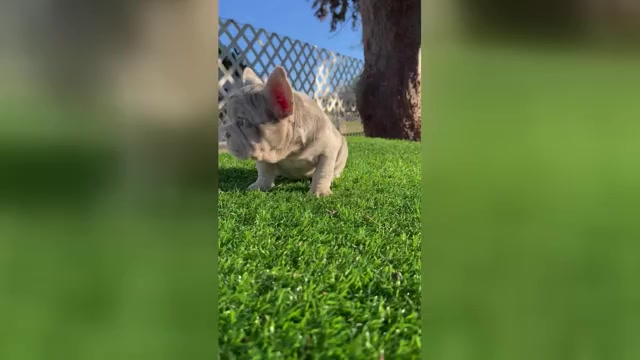Video preview image #1 French Bulldog Puppy For Sale in CINCINNATI, OH, USA