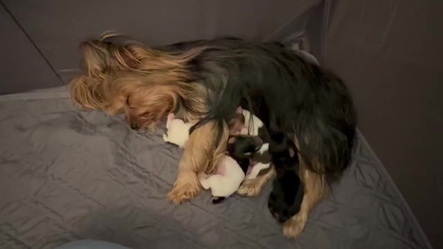 Video preview image #1 Yorkshire Terrier Puppy For Sale in MONROE, TN, USA