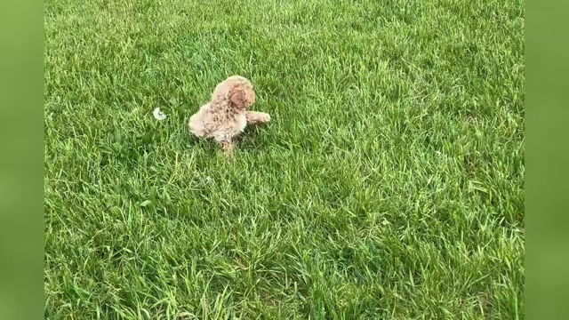 Video preview image #1 Maltipoo Puppy For Sale in WARSAW, IN, USA