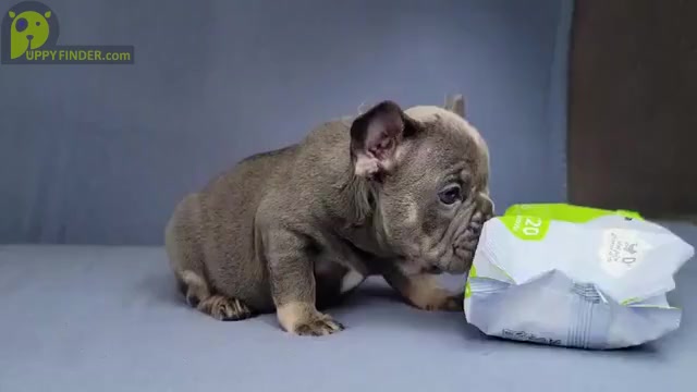 Video preview image #3 French Bulldog Puppy For Sale in BOSTON, MA, USA
