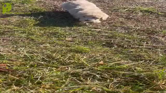 Video preview image #24 Maltipoo Puppy For Sale in WARSAW, IN, USA