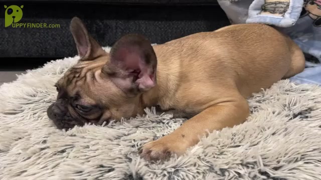 Video preview image #2 French Bulldog Puppy For Sale in OCALA, FL, USA