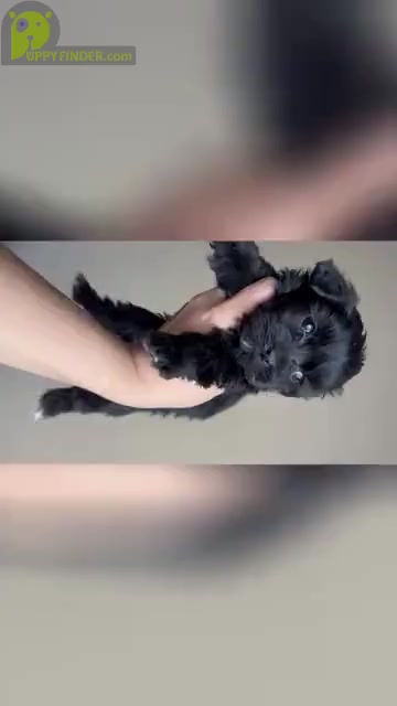 Video preview image #1 Maltipoo Puppy For Sale in ADDISON, TX, USA