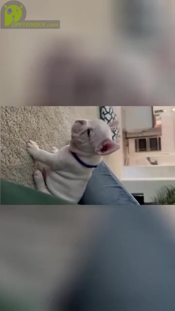 Video preview image #1  Breeder Profile in FONTANA, CA, USA
