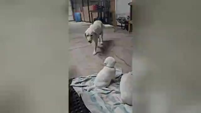 Video preview image #1 Labrador Retriever Puppy For Sale in CEDAREDGE, CO, USA