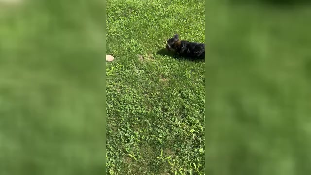 Video preview image #1 Yorkshire Terrier Puppy For Sale in NAPPANEE, IN, USA