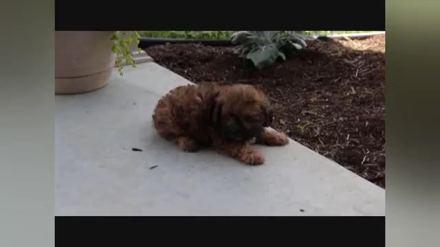 Video preview image #5 ShihPoo Puppy For Sale in CANTON, OH, USA