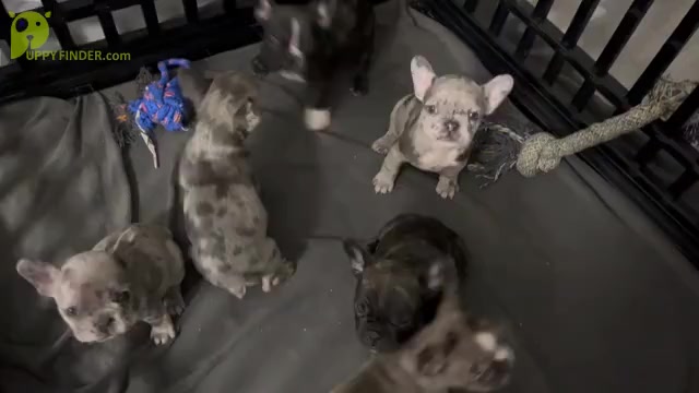 Video preview image #1 French Bulldog Puppy For Sale in LAS VEGAS, NV, USA