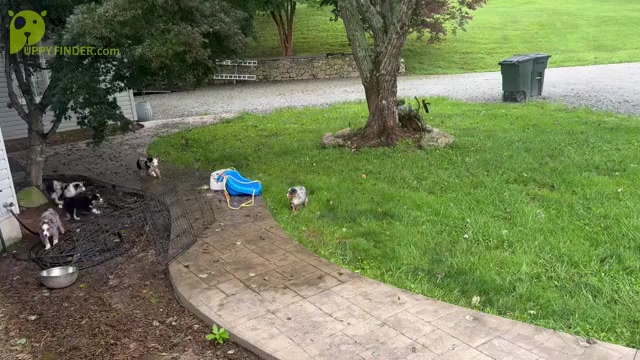 Video preview image #1  Breeder Profile in MILLS RIVER, NC, USA