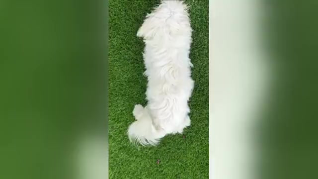 Video preview image #2 Maltese Puppy For Sale in SAN DIEGO, CA, USA