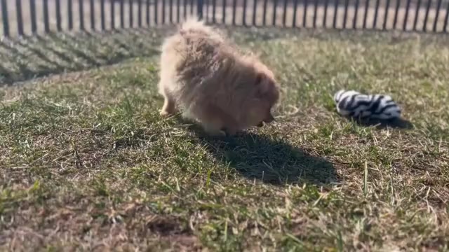 Video preview image #13 Pomeranian Puppy For Sale in WARSAW, IN, USA