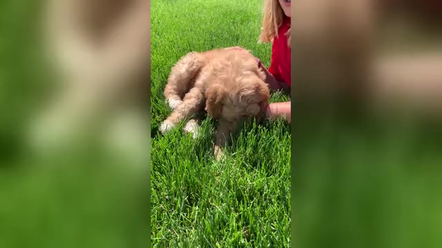 Video preview image #1 Pyredoodle Puppy For Sale in PRESCOTT, WA, USA