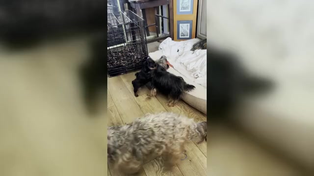 Video preview image #3 Yorkshire Terrier Puppy For Sale in PALMDALE, CA, USA