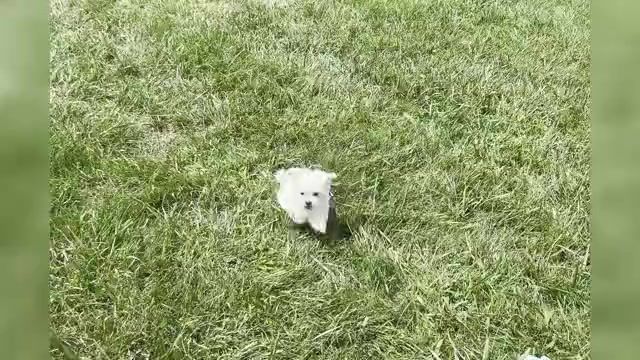 Video preview image #1 Maltese Puppy For Sale in WARSAW, IN, USA