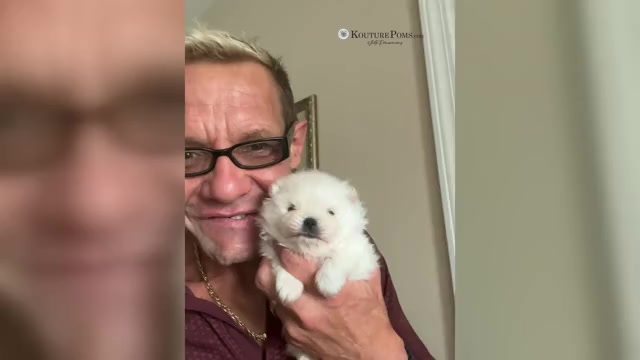 Video preview image #2 Pomeranian Puppy For Sale in CHARLOTTE, NC, USA