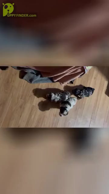 Video preview image #13 Cocker Spaniel Puppy For Sale in GADSDEN, AL, USA