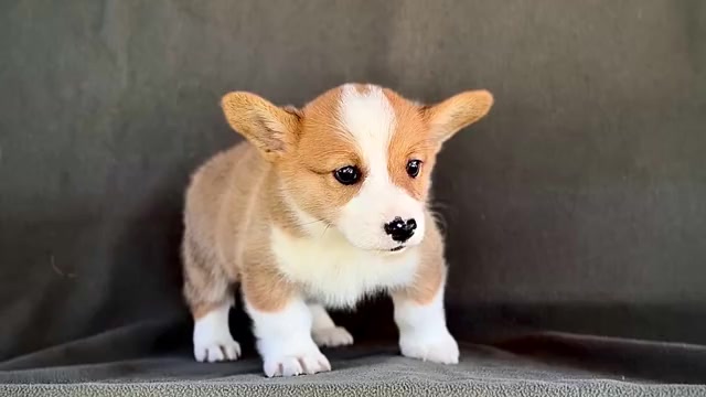 Video preview image #1 Pembroke Welsh Corgi Puppy For Sale in WAKARUSA, IN, USA