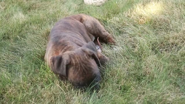 Video preview image #2 Boxer Puppy For Sale in SHIPSHEWANA, IN, USA