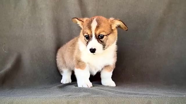 Video preview image #2 Pembroke Welsh Corgi Puppy For Sale in WAKARUSA, IN, USA