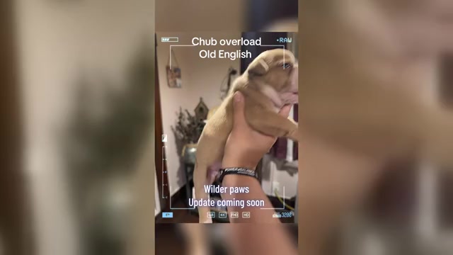 Video preview image #1  Breeder Profile in HAMMOND, IN, USA