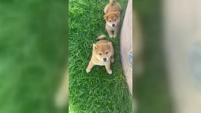 Video preview image #3 Shiba Inu Puppy For Sale in YUCCA VALLEY, CA, USA