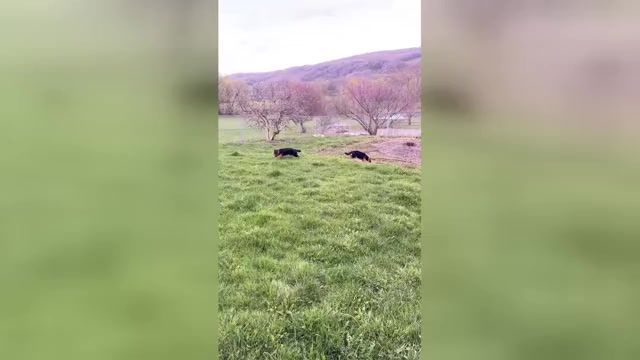 Video preview image #2 German Shepherd Dog Puppy For Sale in LA FAYETTE, NY, USA