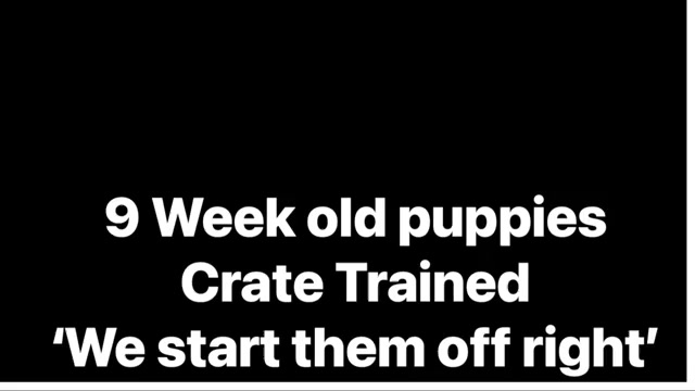 Video preview image #4 German Shepherd Dog Puppy For Sale in WILDOMAR, CA, USA