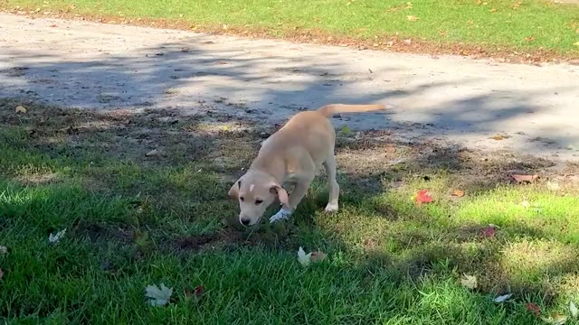 Video preview image #2 Golden Retriever-Jack Russell Terrier Mix Puppy For Sale in WAKARUSA, IN, USA