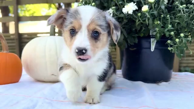 Video preview image #3 Dorgi Puppy For Sale in WAKARUSA, IN, USA