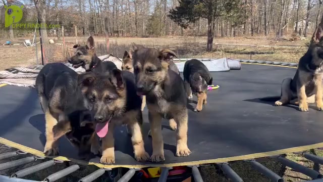 Video preview image #1 German Shepherd Dog Puppy For Sale in FENNVILLE, MI, USA