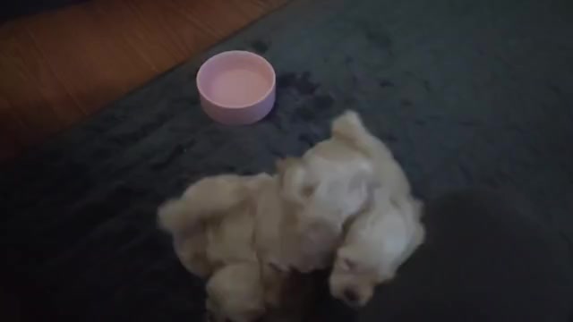 Video preview image #8 Maltipoo (Miniature) Puppy For Sale in SAN ANTONIO, TX, USA